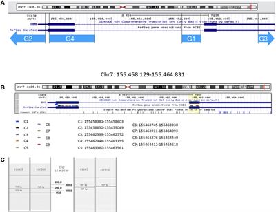 Clinical Phenotypes Associated to Engrailed 2 Gene Alterations in a Series of Neuropediatric Patients